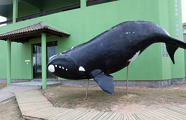 O avistamento de baleias em Santa Catarina