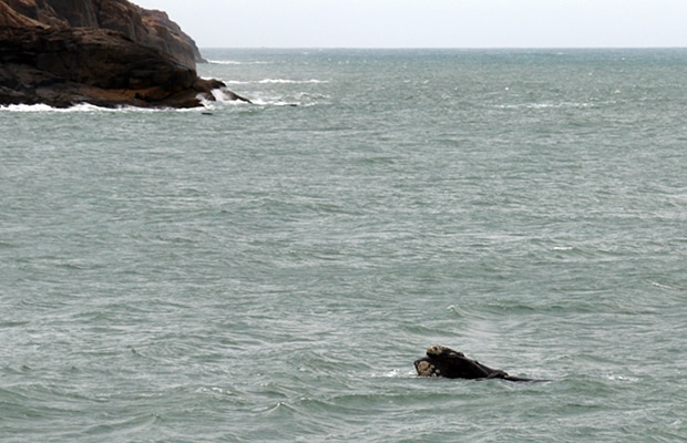 O avistamento de baleias em Santa Catarina
