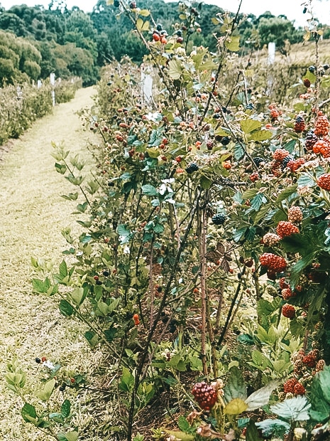 Onde comer em Cambará do Sul: conheça os Sabores da Querência