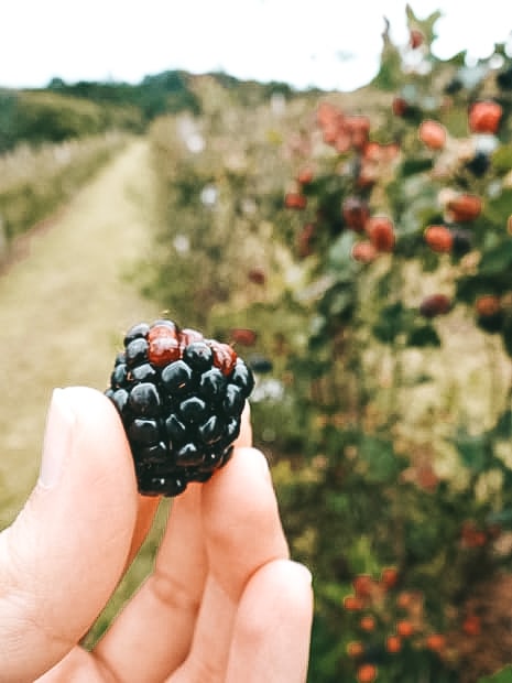 Onde comer em Cambará do Sul: conheça os Sabores da Querência