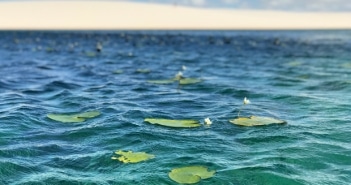 Quando ir aos Lençóis Maranhenses: veja a época que as lagoas estão cheias