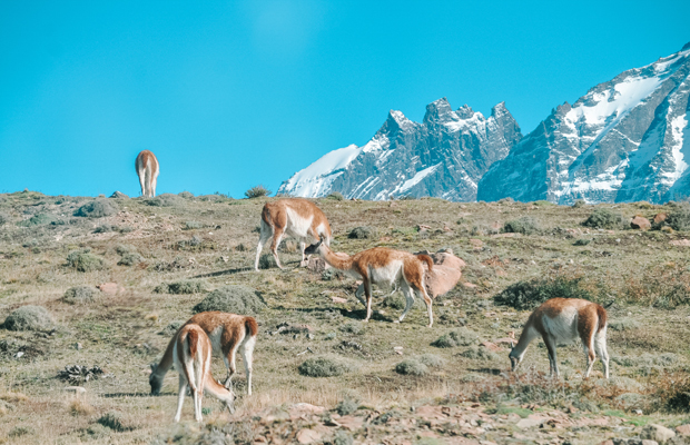 Bate-volta em Torres del Paine