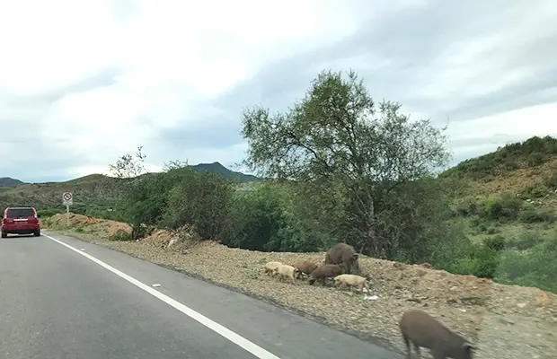 De carro na Bolívia? Fique esperto com a polícia