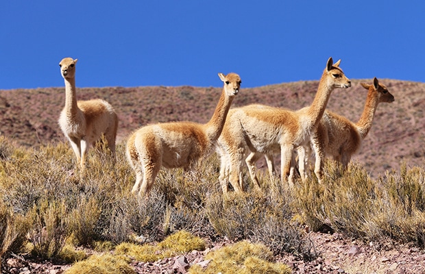 Salta e Jujuy: o exuberante norte da Argentina