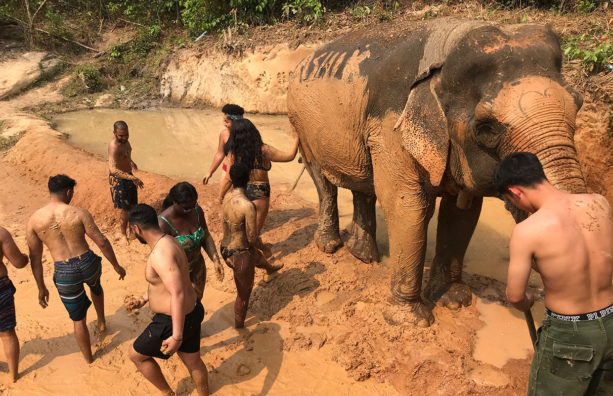 elefantes na Tailândia