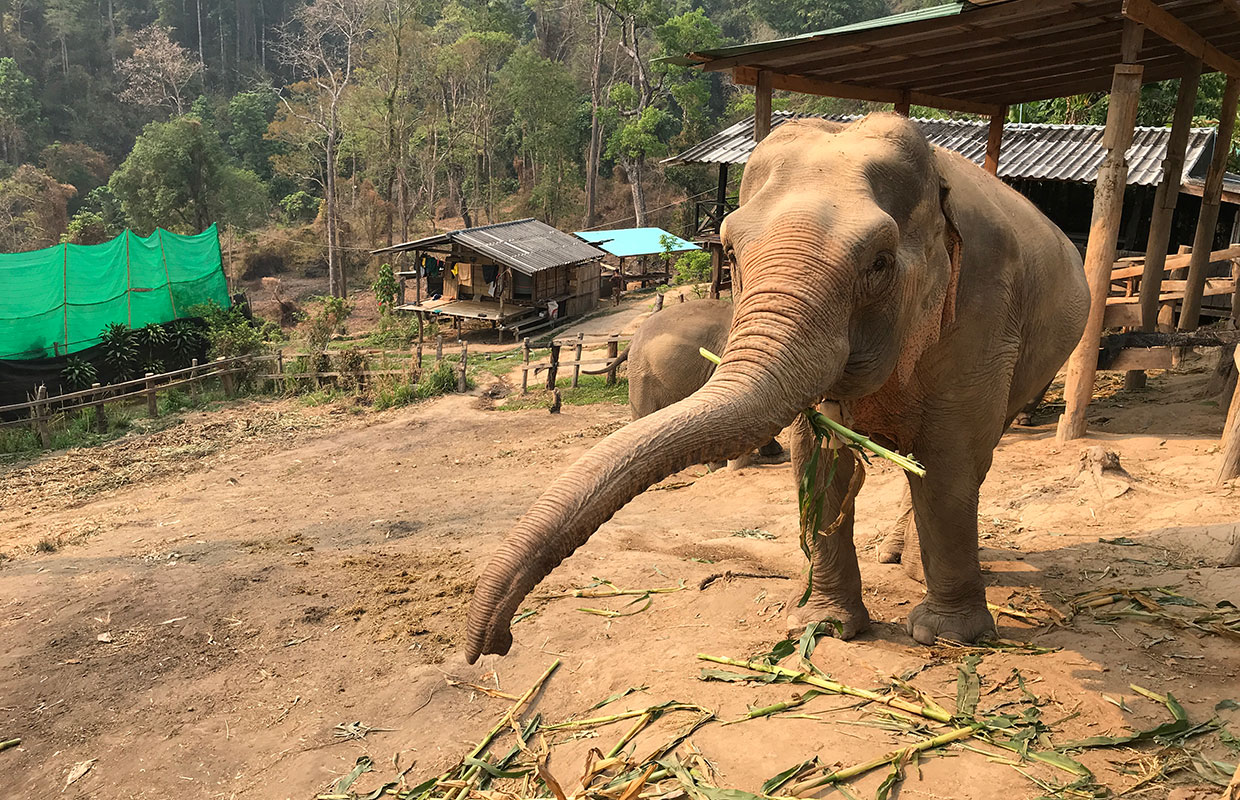 Meu incrível encontro com elefantes na Tailândia