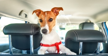 Vai viajar com seu animalzinho? Veja o que fazer para ter férias seguras
