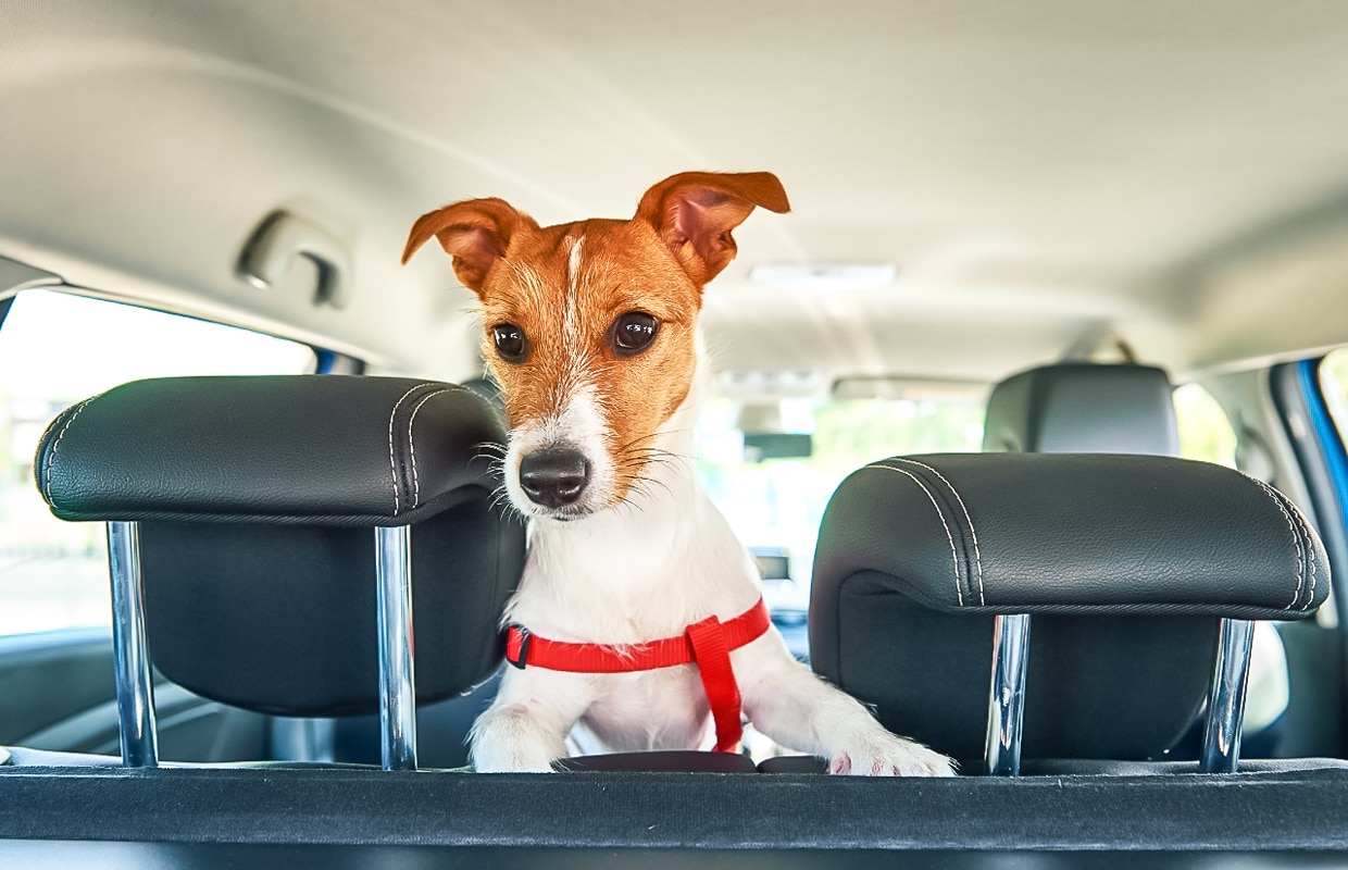 viajar com seu animalzinho