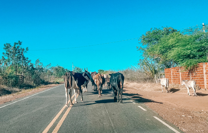 Como chegar à Serra da Capivara