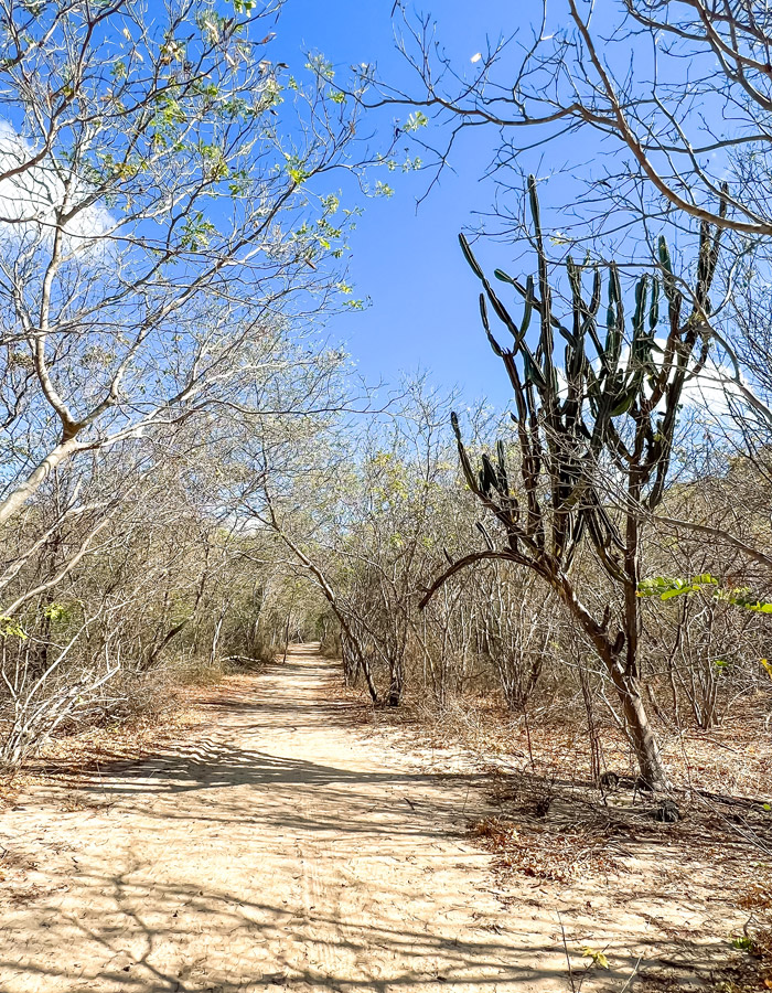 Roteiro para a Serra da Capivara