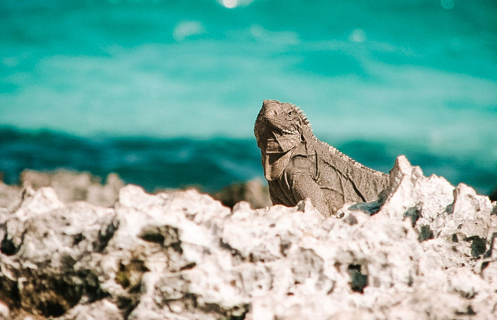 O que fazer em Cayo Largo