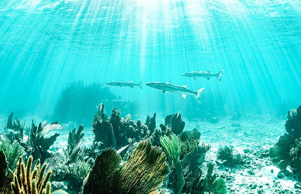 O que fazer em Cayo Largo