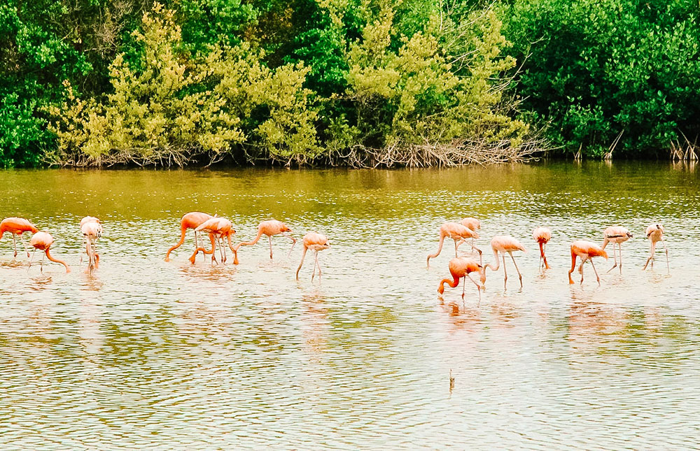 Onde ficar em Cayo Guillermo