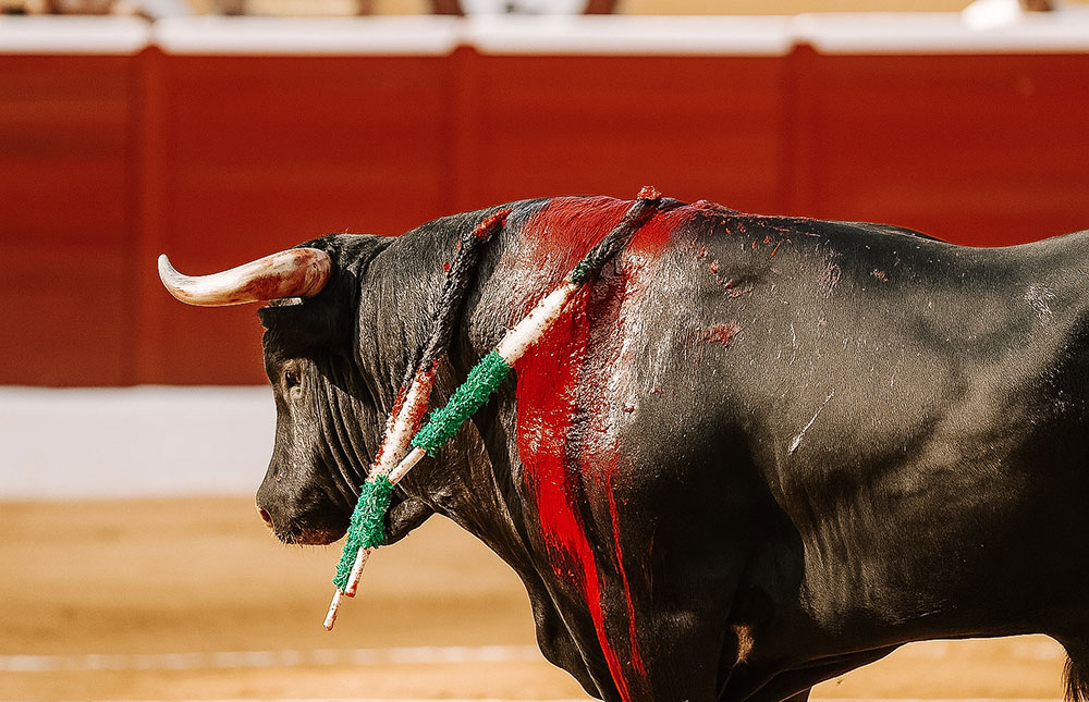 10 motivos para não participar de touradas na Espanha