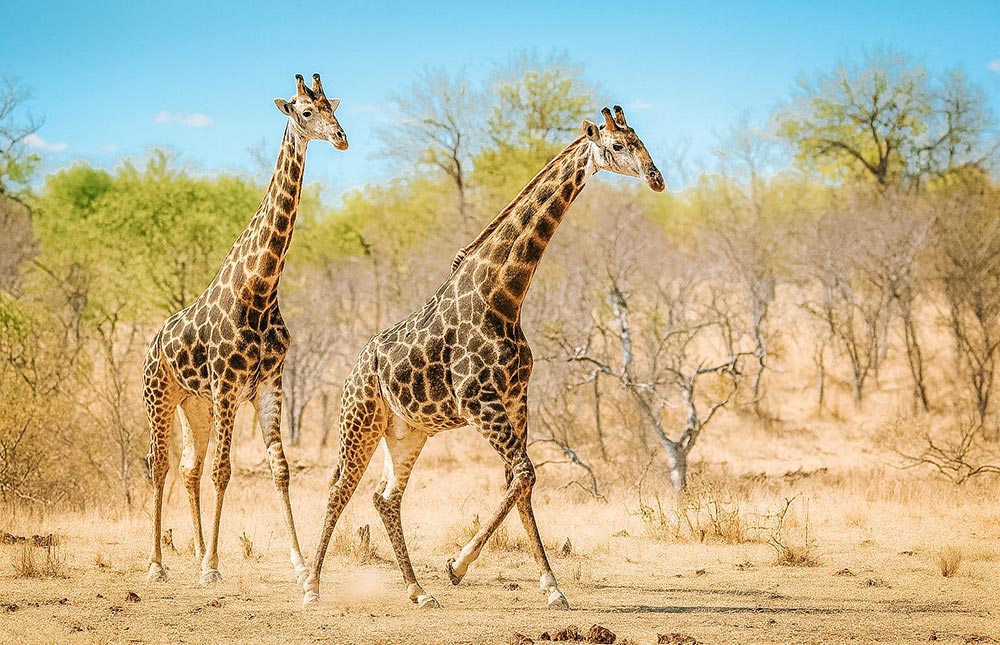 Quando fazer safári no Kruger Park
