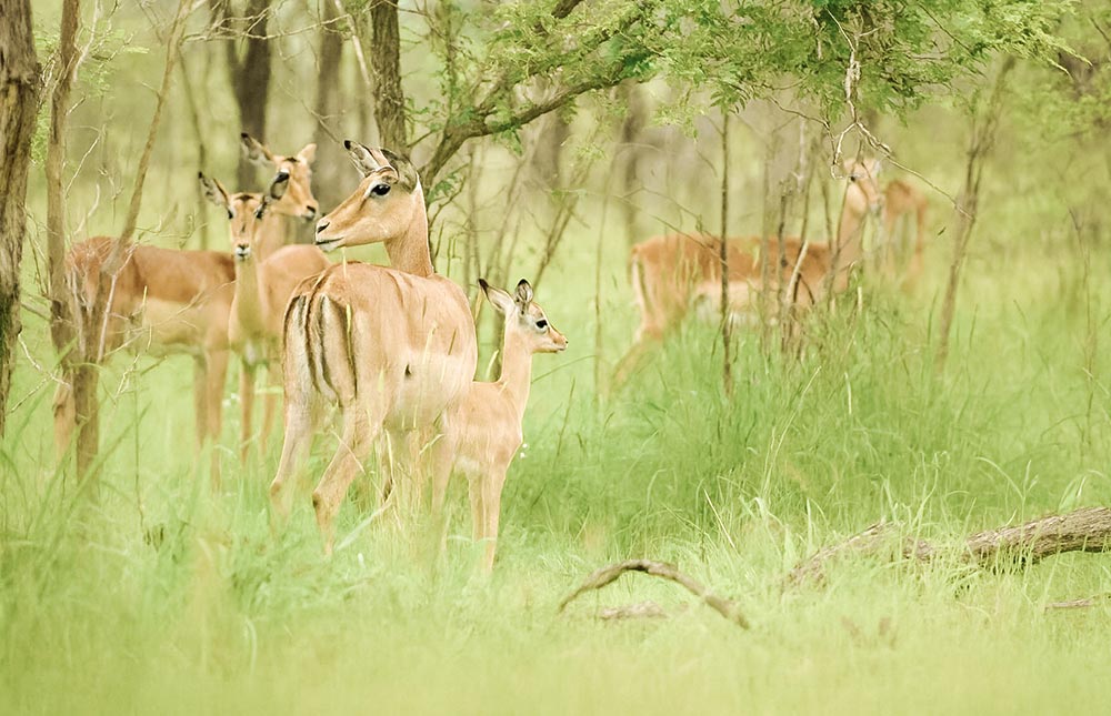 Quando fazer safári no Kruger Park