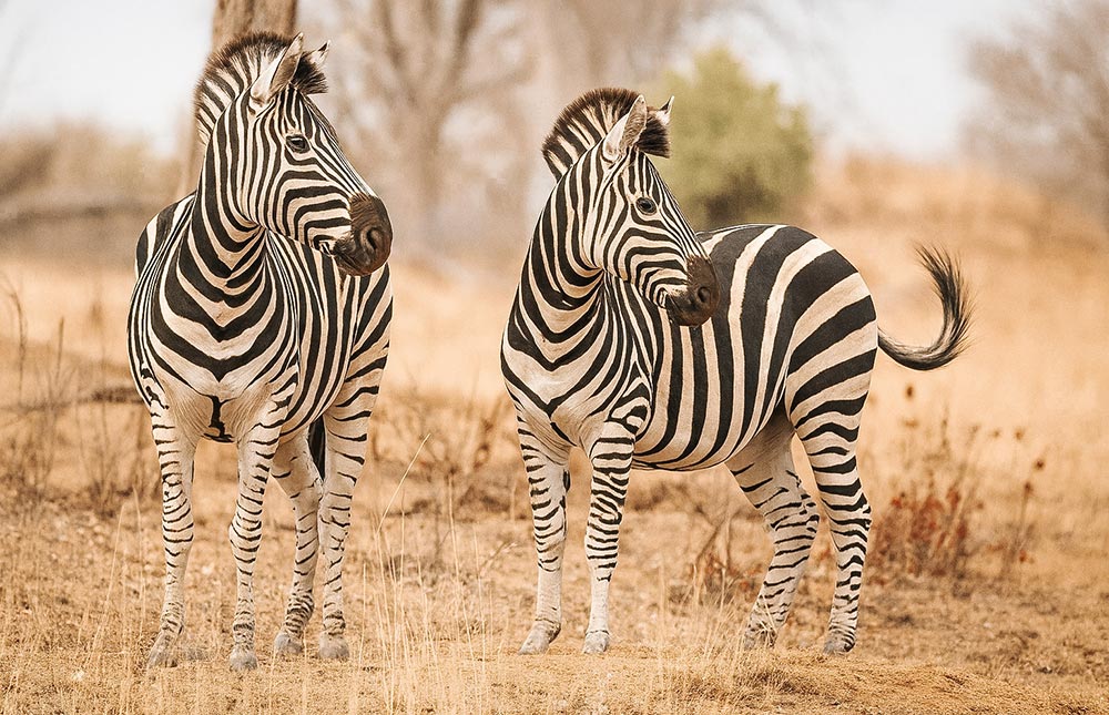 Quando fazer safári no Kruger Park