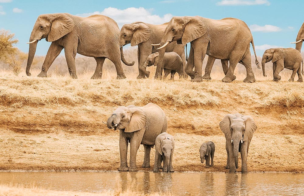 Quando fazer safári no Kruger Park